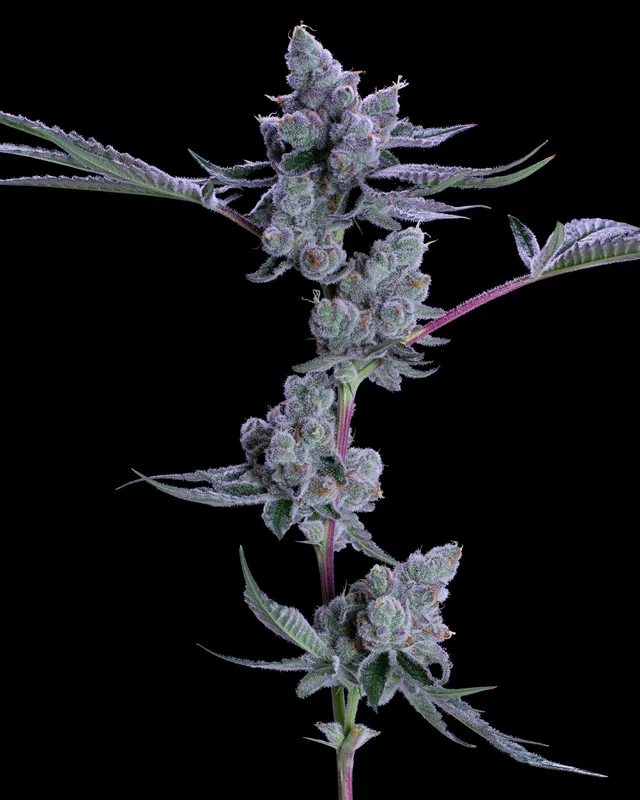 Animal Tsunami flower grown by Showroom Cultivation