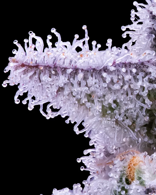 Bifrosty #3 flower grown by Showroom Cultivation