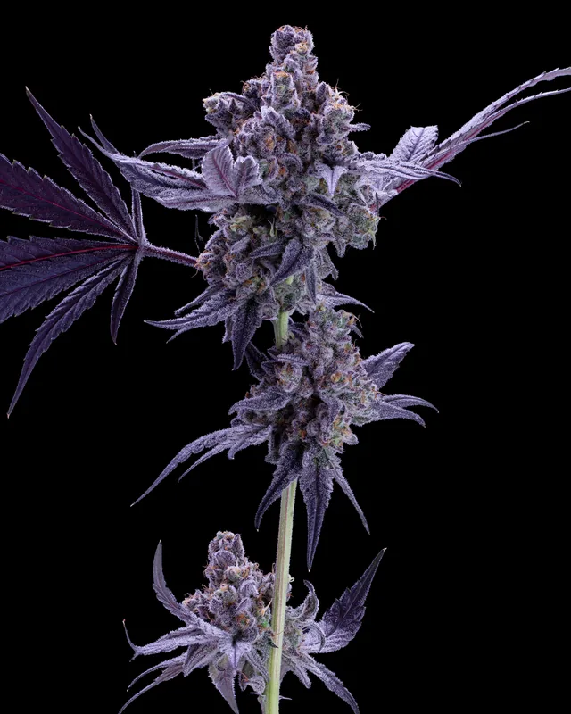 Black Velvet flower grown by Showroom Cultivation