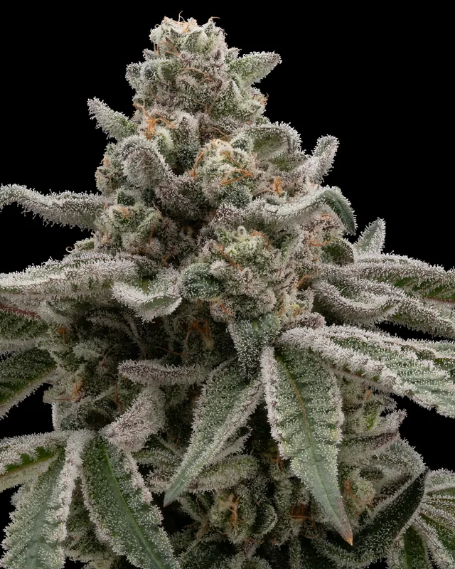 Cap Junky flower grown by Showroom Cultivation