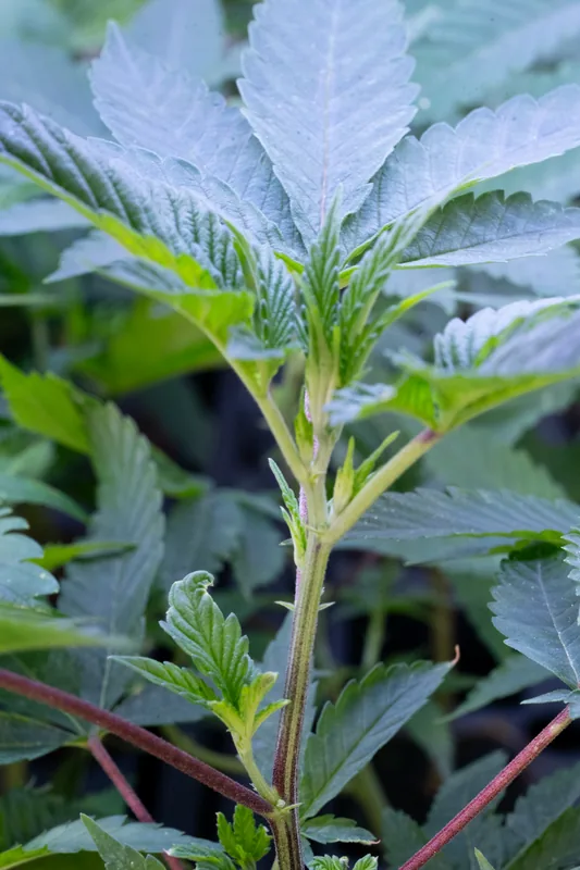 Rooted cannabis clone from Showroom Cultivation