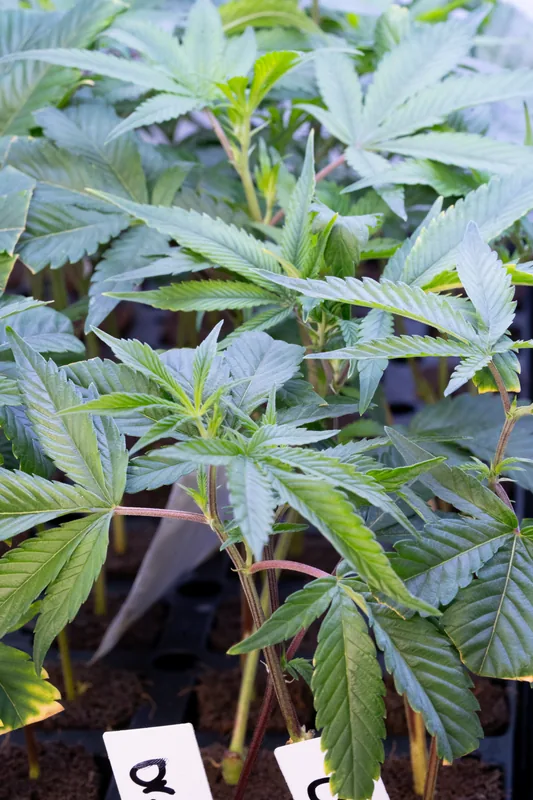 Rooted cannabis clone from Showroom Cultivation