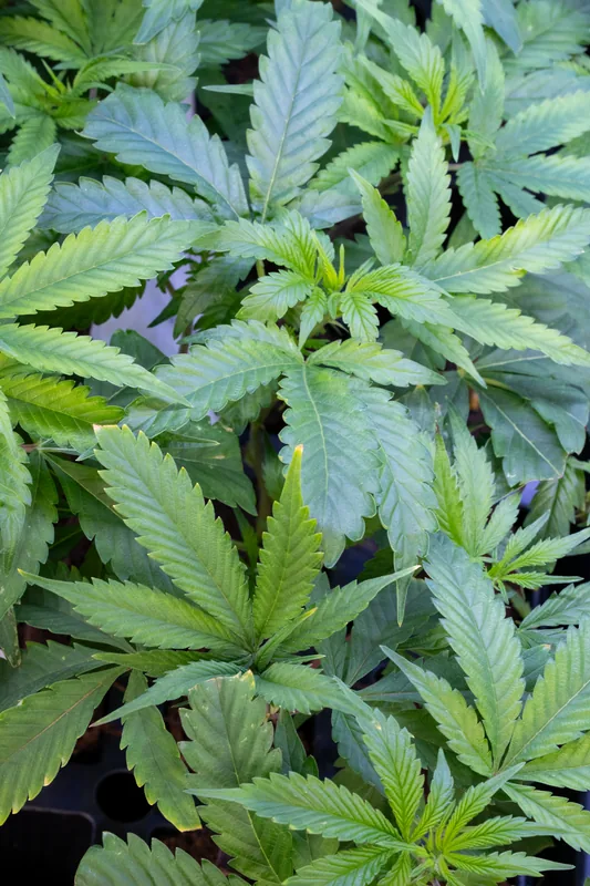 Rooted cannabis clone from Showroom Cultivation