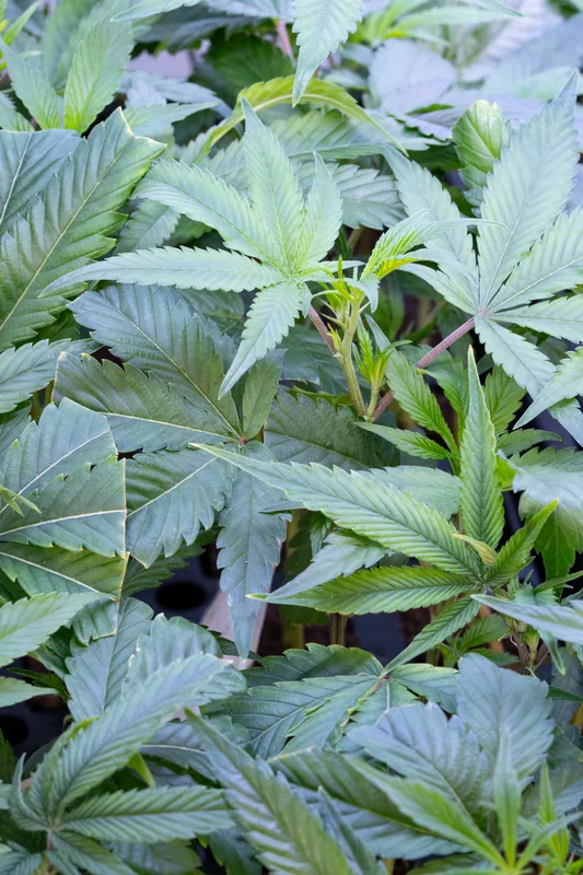 Rooted cannabis clone from Showroom Cultivation