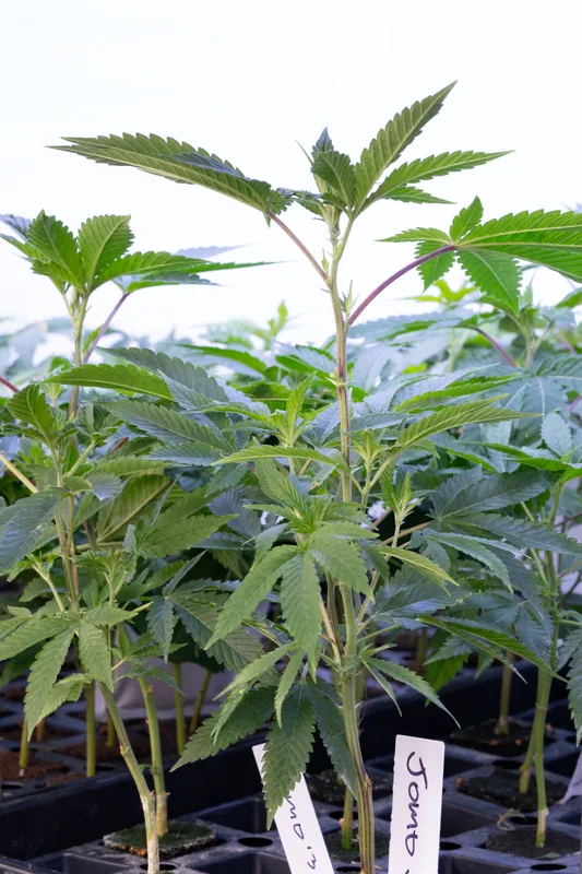 Rooted cannabis clone from Showroom Cultivation