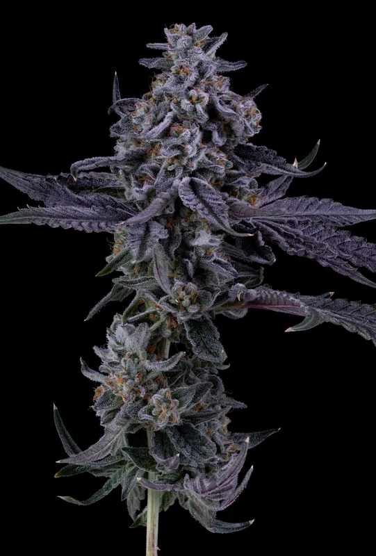 Frosted cannabis cola grown by Showroom Cultivation in Albuquerque
