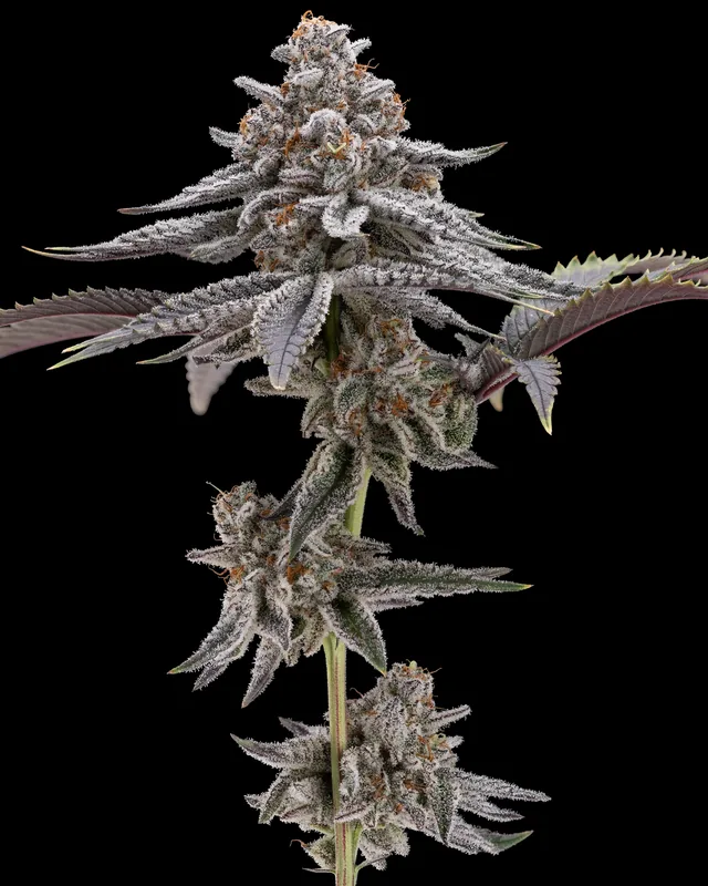 Dante's Wrath flower grown by Showroom Cultivation
