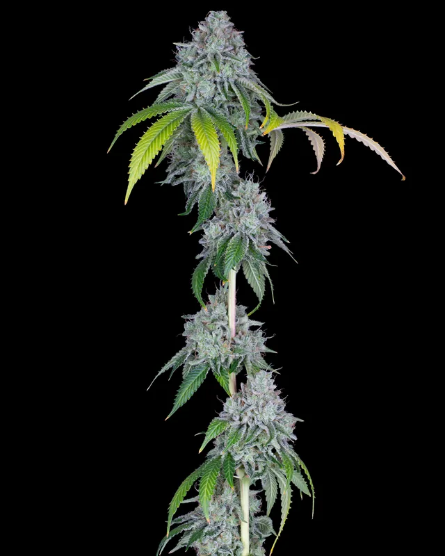 Dark Rainbow flower grown by Showroom Cultivation