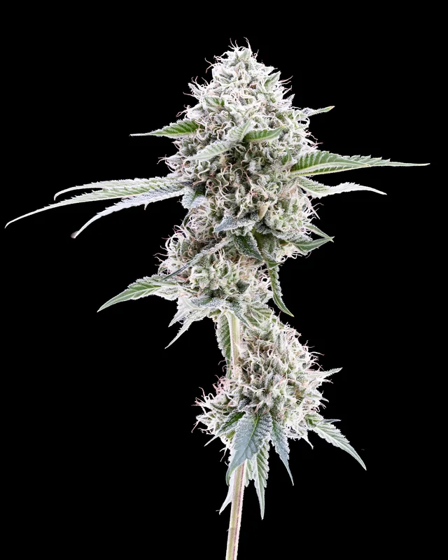 Fatso flower grown by Showroom Cultivation