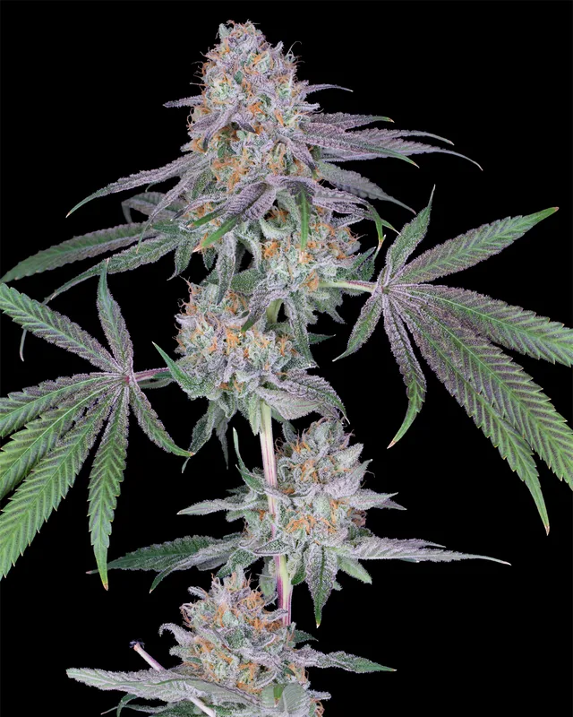 Flambecita #3 flower grown by Showroom Cultivation