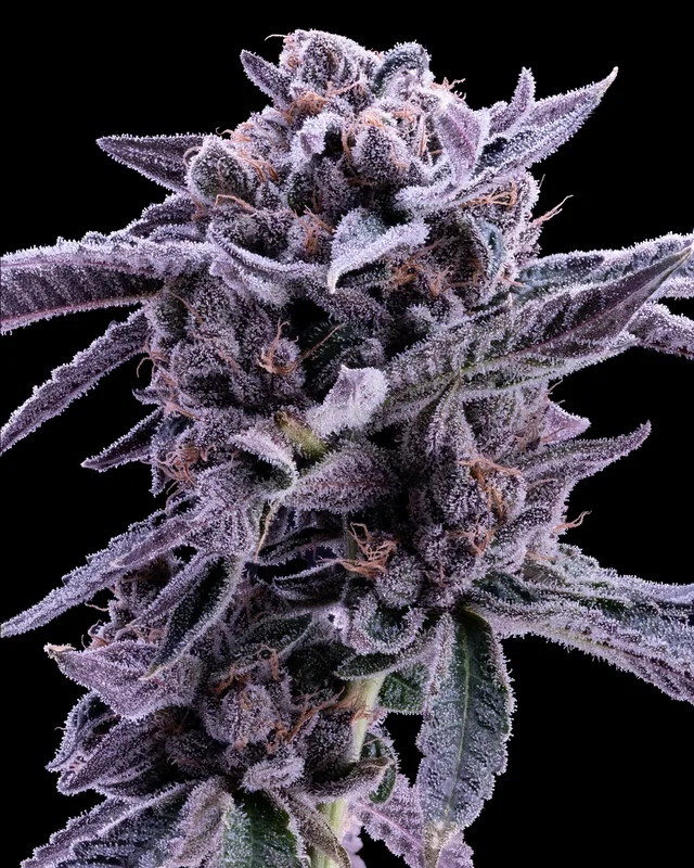 Galactic Warheads flower grown by Showroom Cultivation