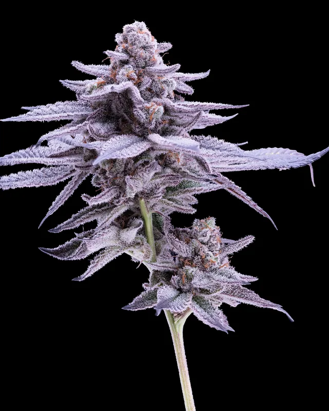 Glitter Bomb flower grown by Showroom Cultivation