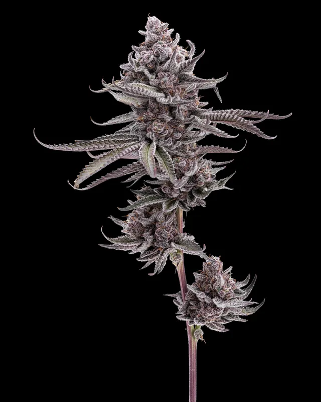 Grape MTN flower grown by Showroom Cultivation