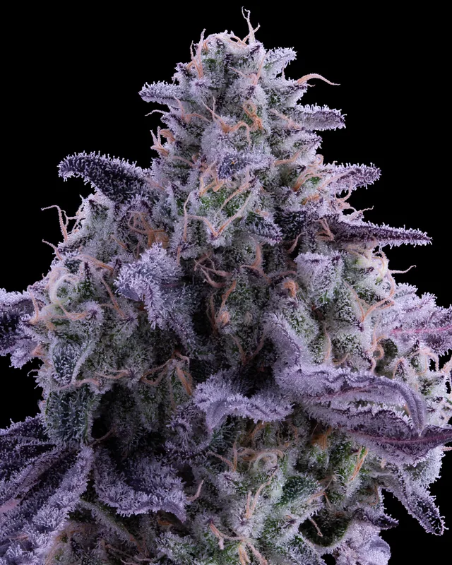 Jomo #13 flower grown by Showroom Cultivation