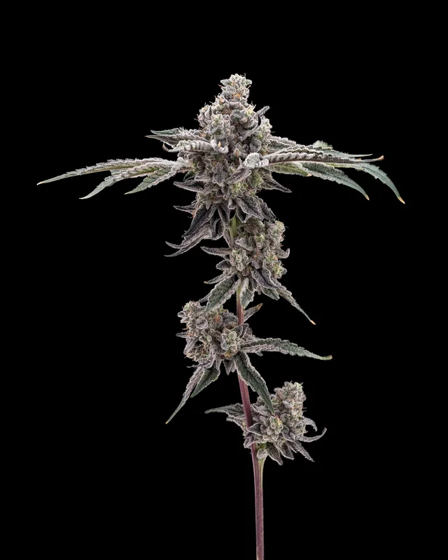 Kush Mintz flower grown by Showroom Cultivation