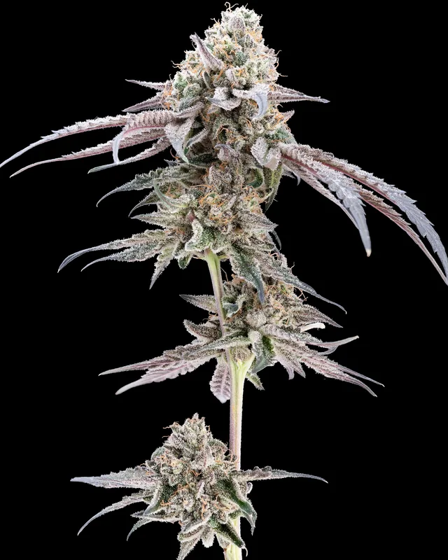 Maple Flambe #12 flower grown by Showroom Cultivation