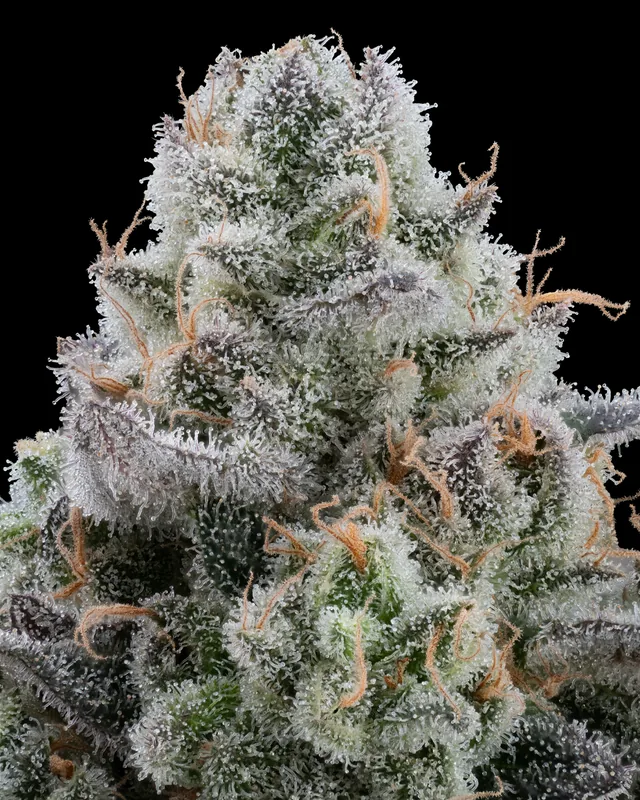 Maple Flambe #9 flower grown by Showroom Cultivation