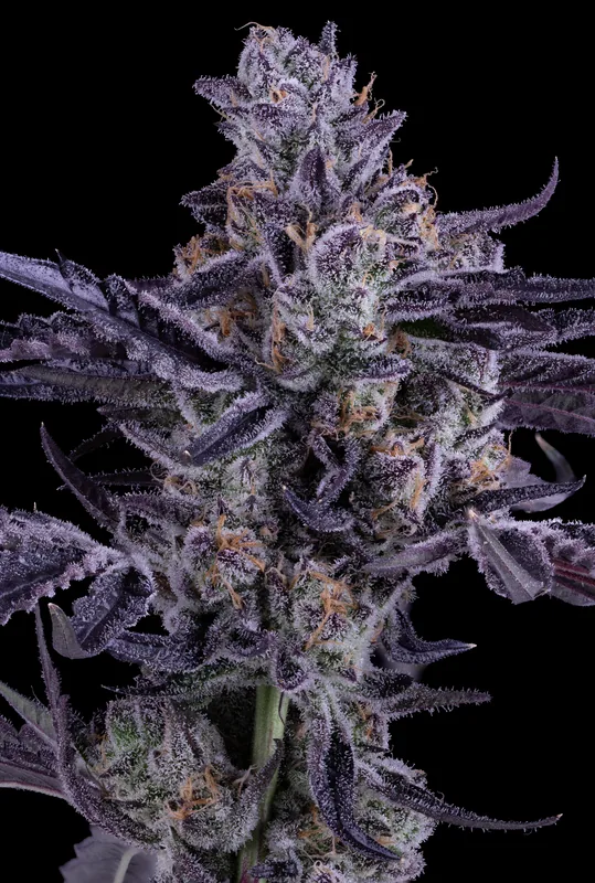 Oreo Mintz flower grown by Showroom Cultivation