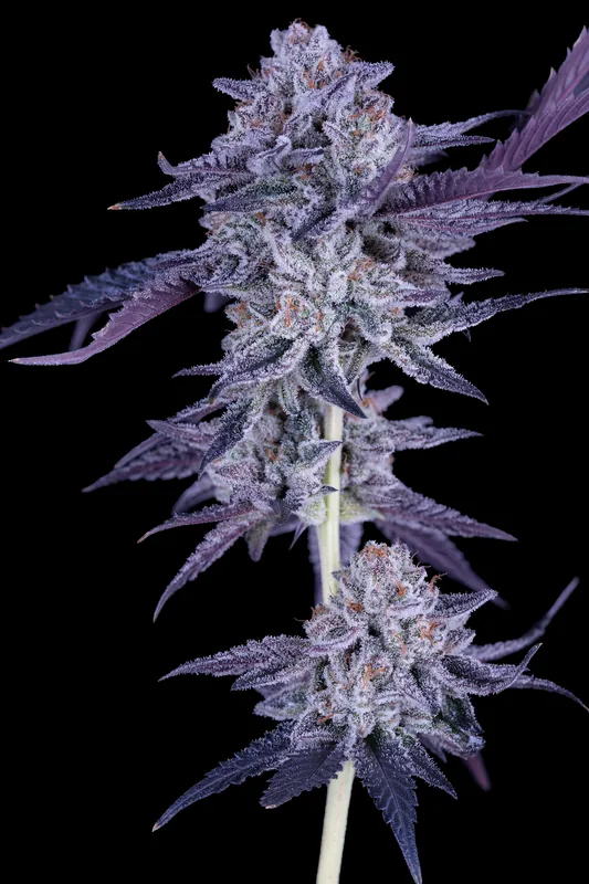Papaya Power #5 flower grown by Showroom Cultivation