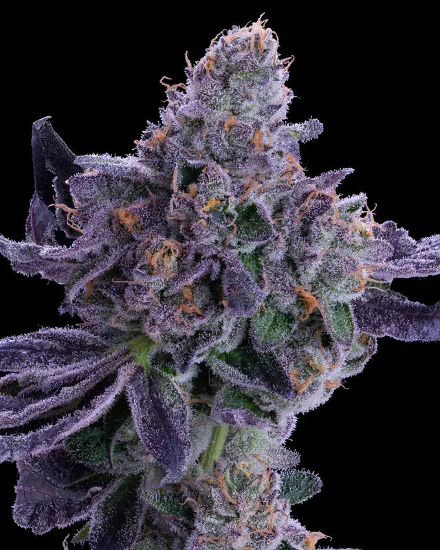 Permanent Marker flower grown by Showroom Cultivation