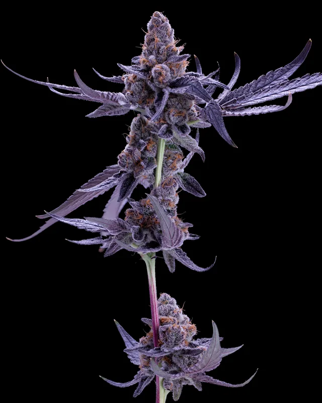 Pink Runtz flower grown by Showroom Cultivation