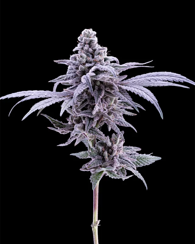 Pomelo Punch flower grown by Showroom Cultivation
