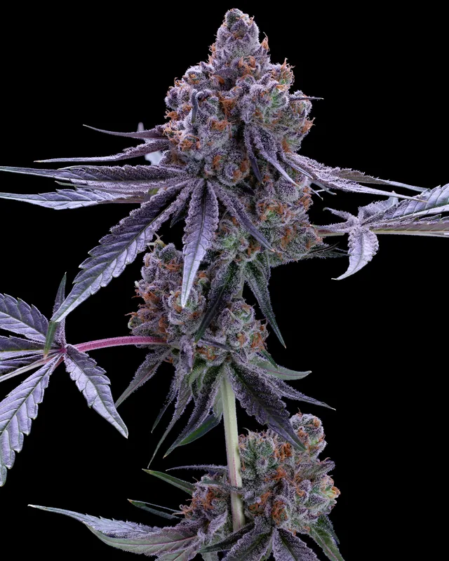 Pure Michigan flower grown by Showroom Cultivation