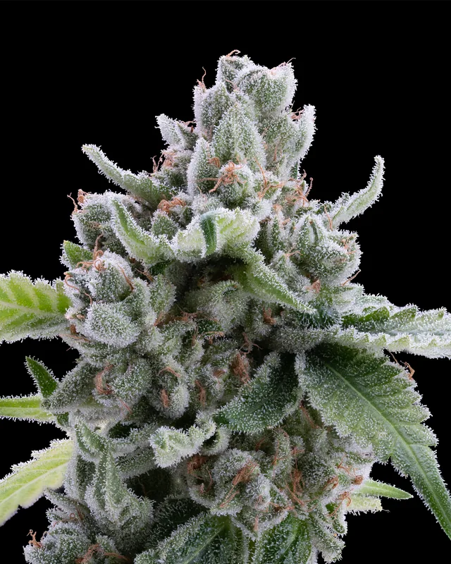 Rainbow Guava #10 flower grown by Showroom Cultivation