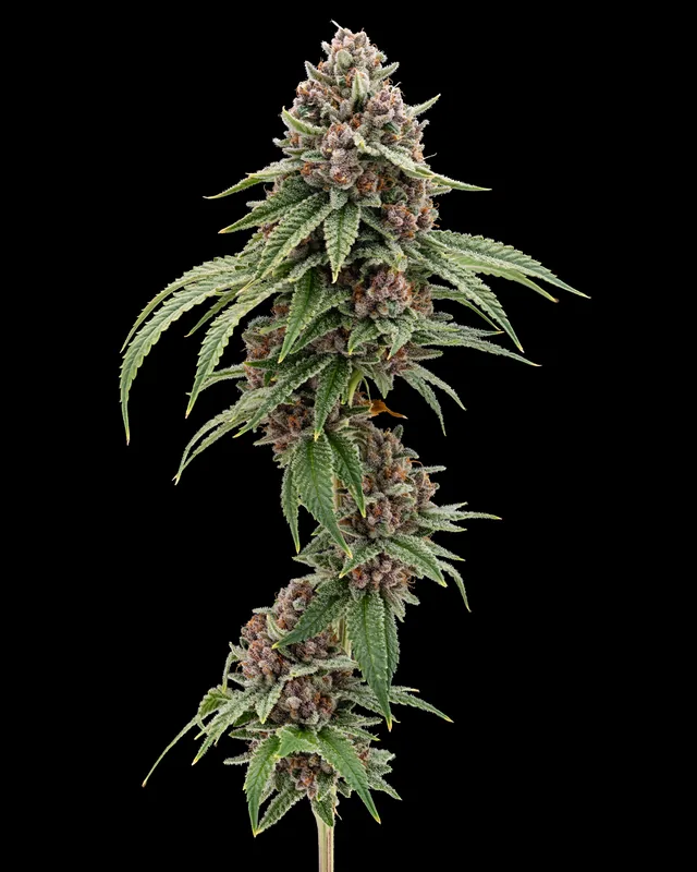 Red Pebbles flower grown by Showroom Cultivation