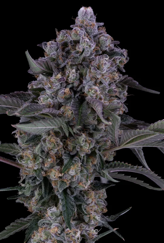 Slap N Tickle #3 flower grown by Showroom Cultivation