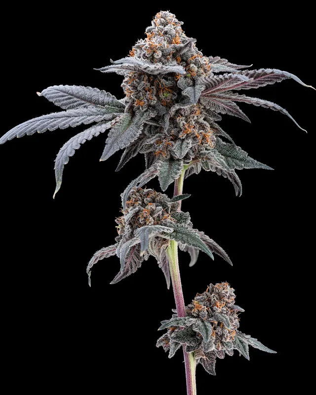 Suga King #3 flower grown by Showroom Cultivation