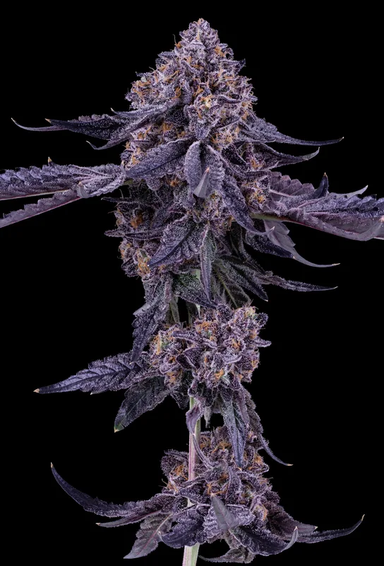 Sweet N Nasty #9 flower grown by Showroom Cultivation