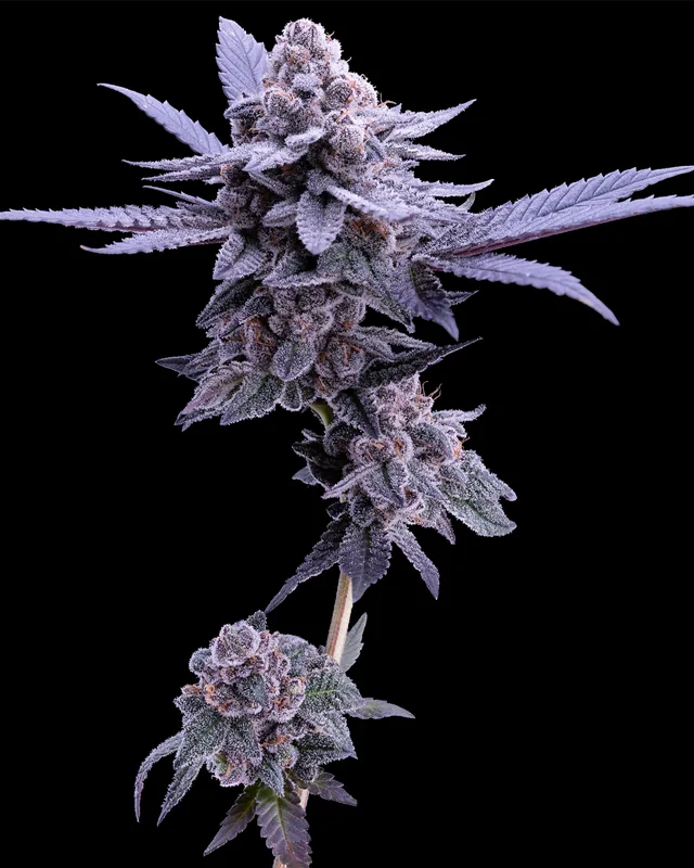 Yummy Yummy flower grown by Showroom Cultivation