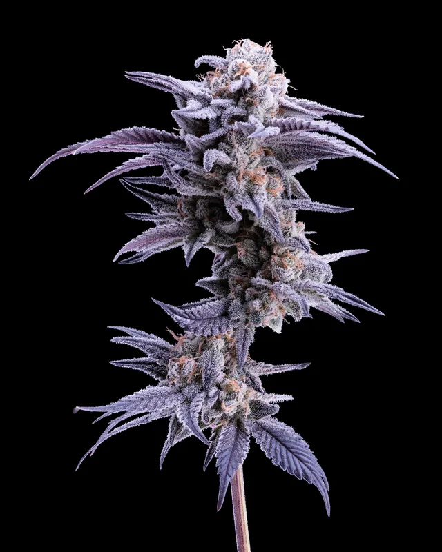 Zero Gravity flower grown by Showroom Cultivation
